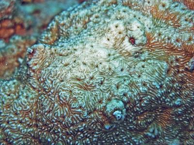 CotW: Psammocora explanulata