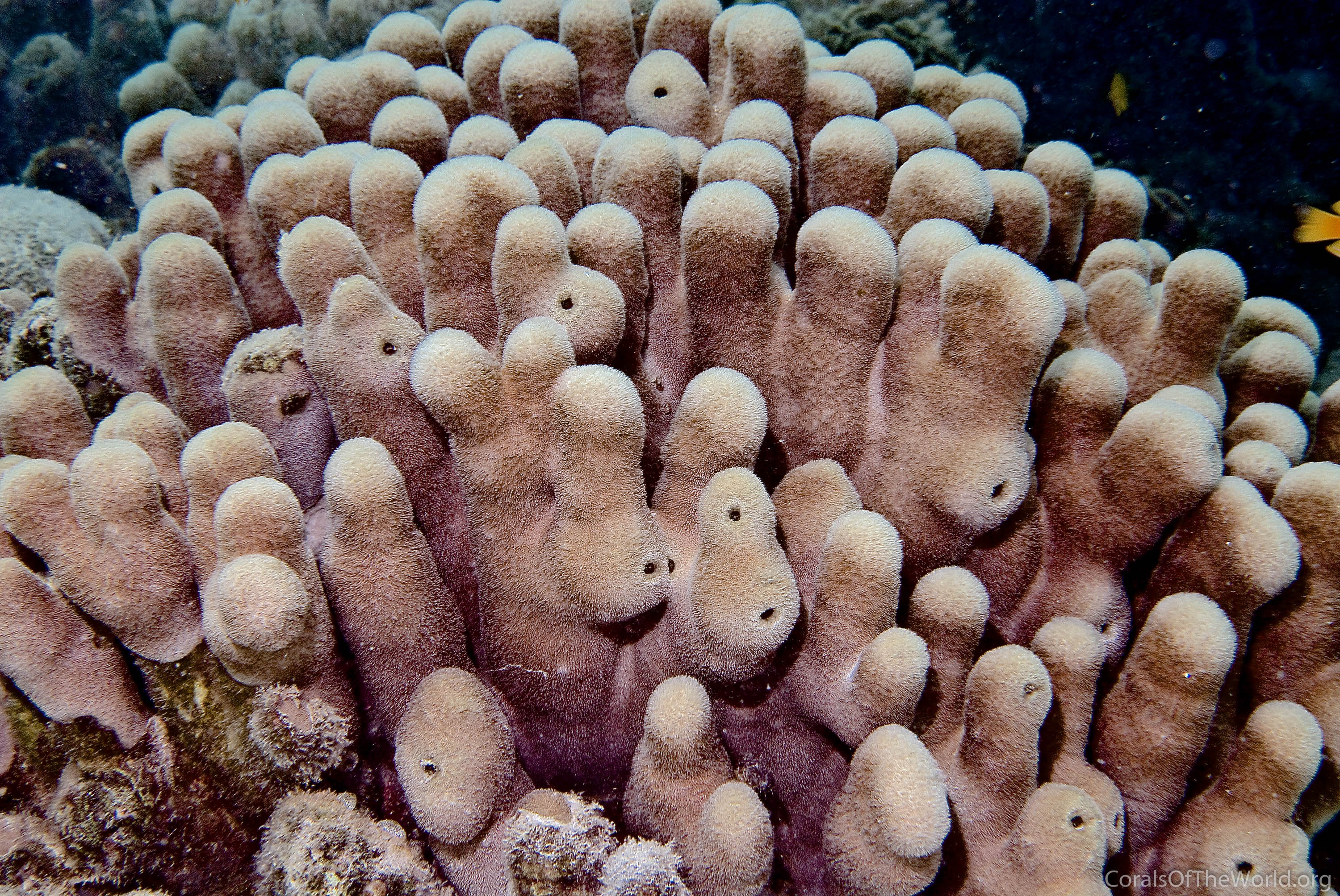 Image from Corals of the World: Psammocora haimiana