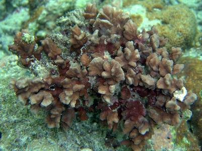 CotW: Psammocora obtusangula