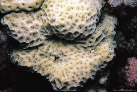 CotW: Psammocora profundacella