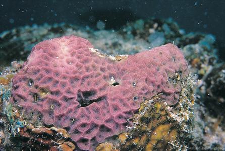 CotW: Psammocora profundacella