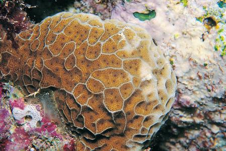 CotW: Psammocora profundacella