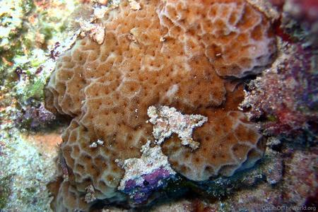 CotW: Psammocora profundacella