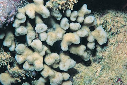 CotW preview: Psammocora stellata