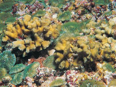 CotW: Psammocora stellata