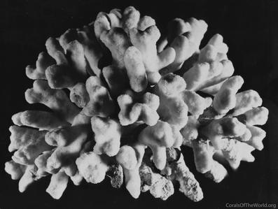 CotW: Psammocora stellata