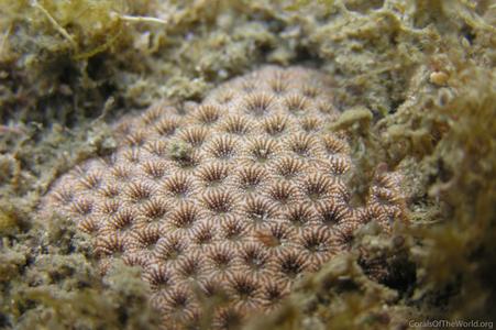 CotW preview: Pseudosiderastrea formosa