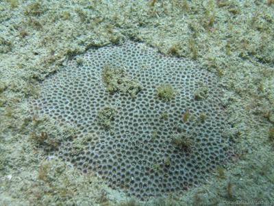CotW preview: Pseudosiderastrea formosa