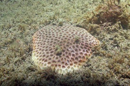 CotW: Pseudosiderastrea formosa