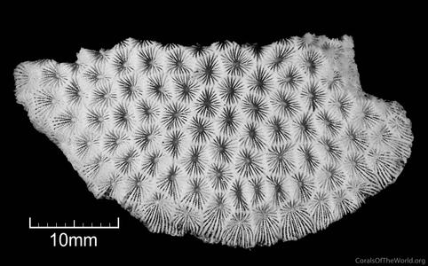 CotW: Pseudosiderastrea formosa