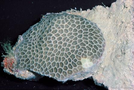 CotW: Pseudosiderastrea tayamai
