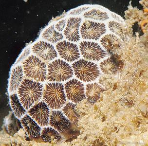 CotW: Pseudosiderastrea tayamai