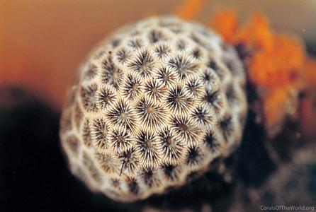 CotW: Pseudosiderastrea tayamai