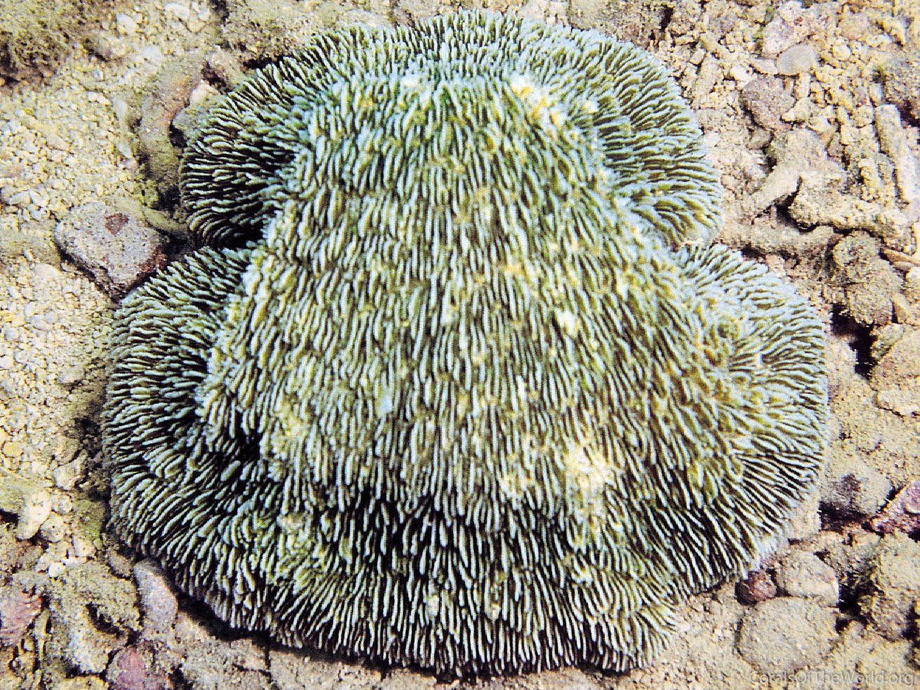 Sandalolitha africana