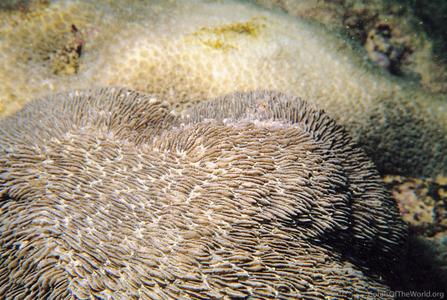 CotW preview: Sandalolitha africana