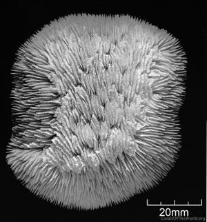 CotW: Sandalolitha africana