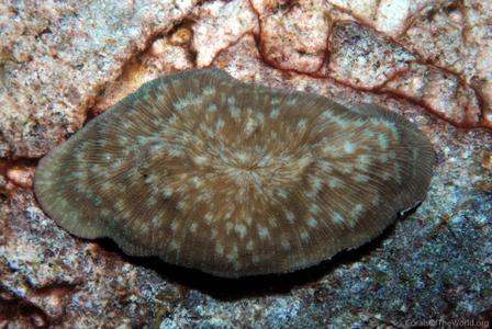 CotW: Sandalolitha boucheti