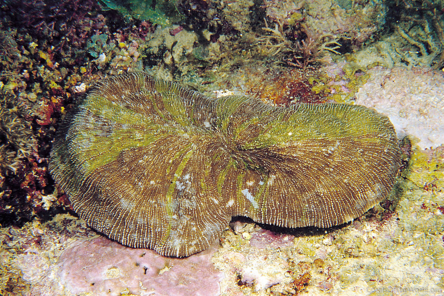 Sandalolitha dentata