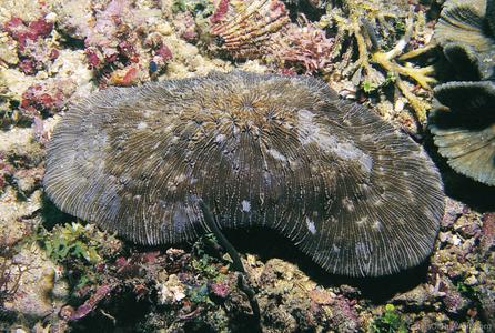 CotW: Sandalolitha dentata