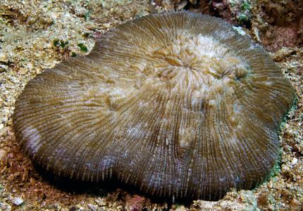 CotW: Sandalolitha dentata