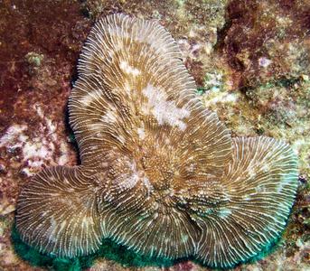 CotW: Sandalolitha dentata