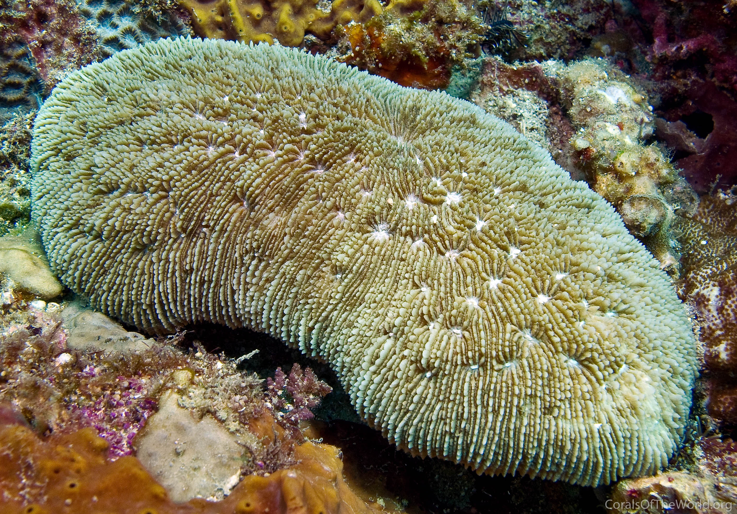Sandalolitha robusta