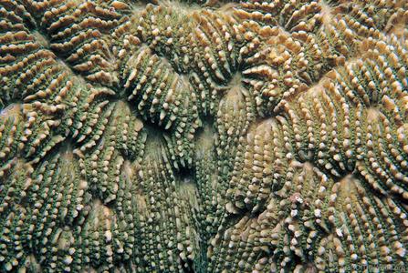 CotW preview: Sandalolitha robusta