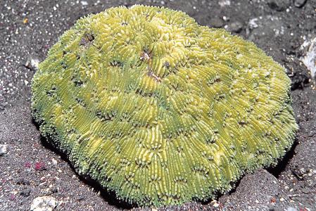 CotW: Sandalolitha robusta