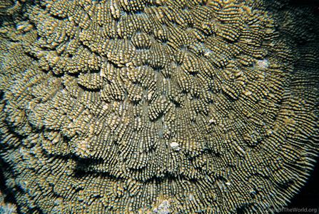 CotW: Sandalolitha robusta
