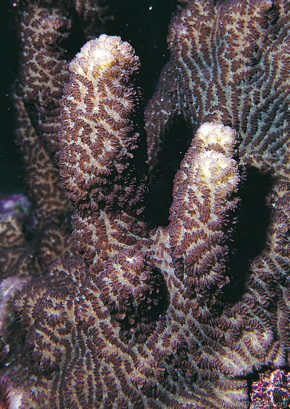 Scapophyllia cylindrica