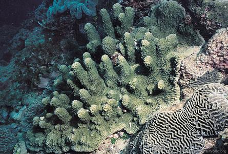 CotW preview: Scapophyllia cylindrica
