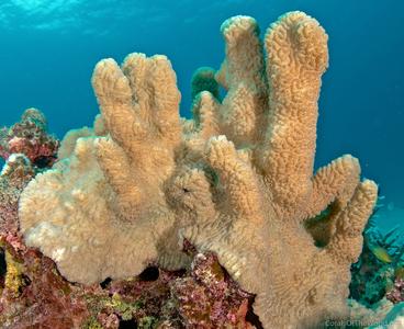 CotW: Scapophyllia cylindrica