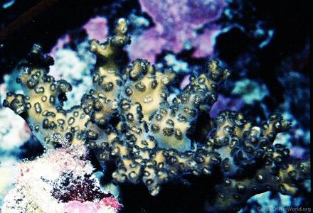 CotW preview: Schizoculina africana