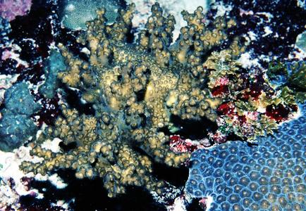 CotW: Schizoculina africana