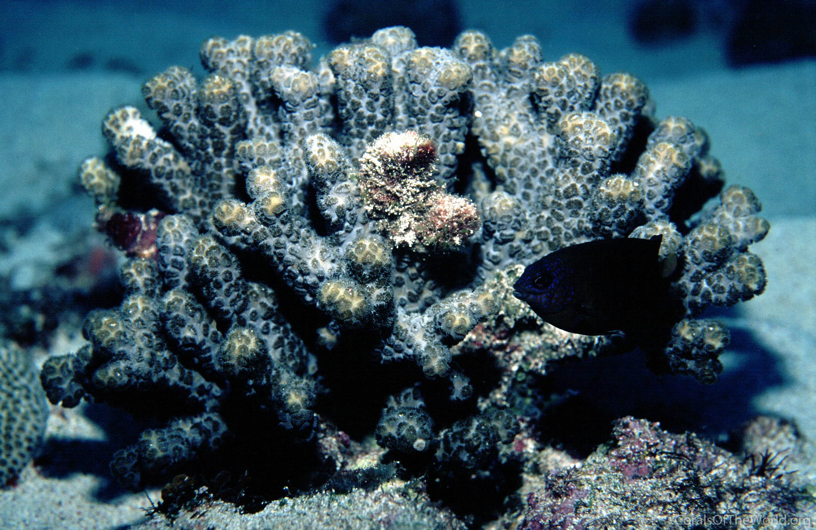 Image from Corals of the World: Schizoculina fissipara