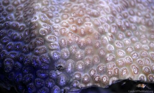 CotW: Schizoculina fissipara