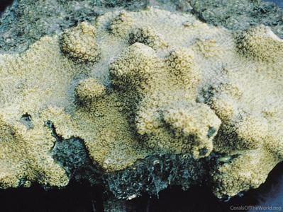 CotW: Schizoculina fissipara