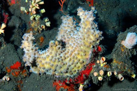 CotW: Schizoculina fissipara