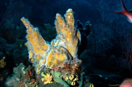 CotW: Schizoculina fissipara