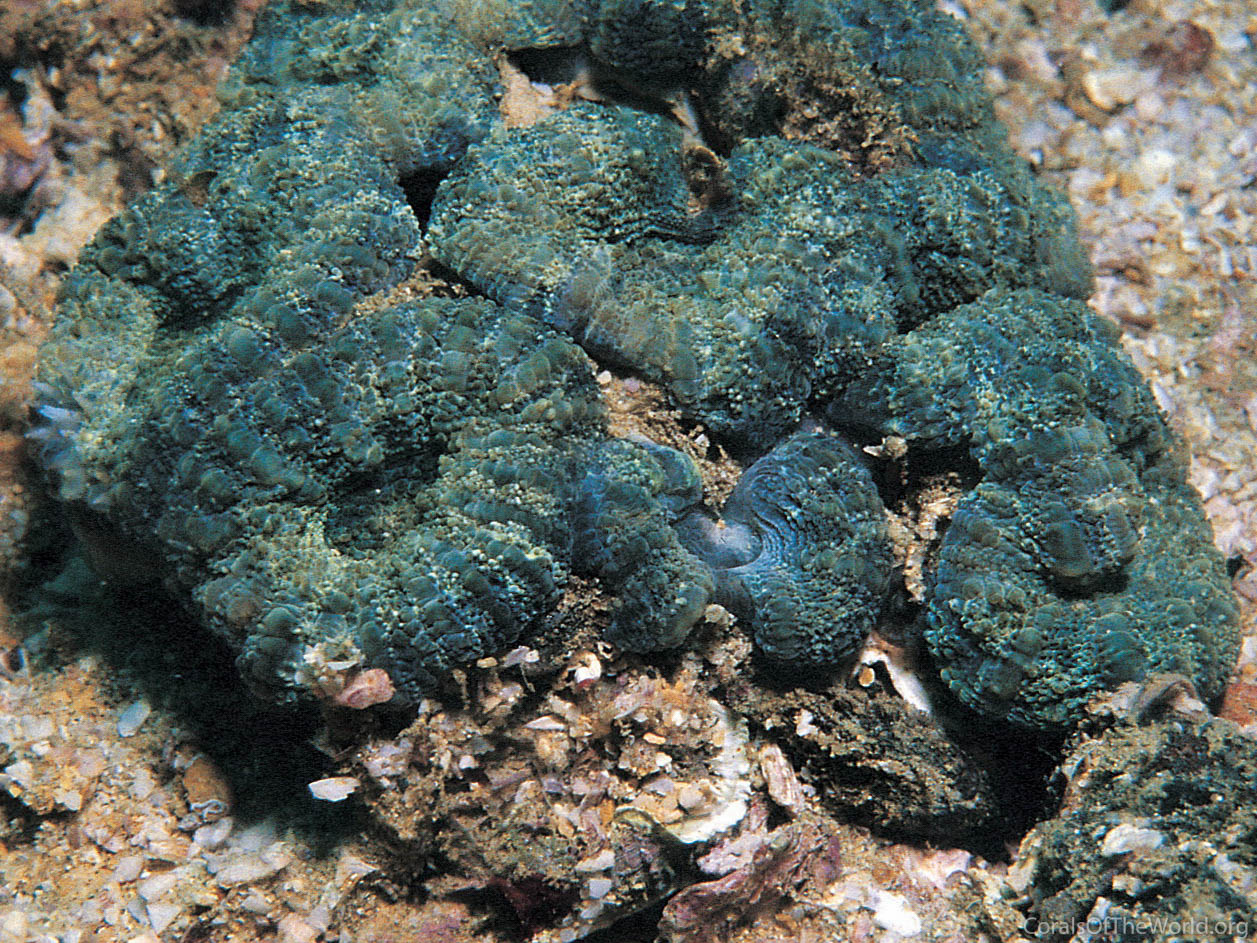 Sclerophyllia maxima