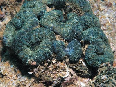 CotW preview: Sclerophyllia maxima