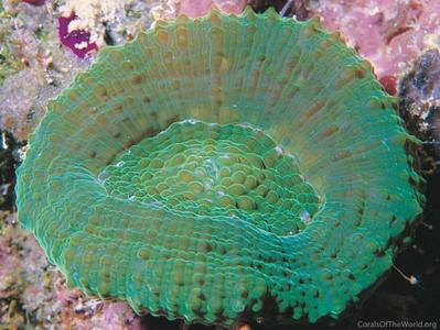 CotW: Scolymia cubensis