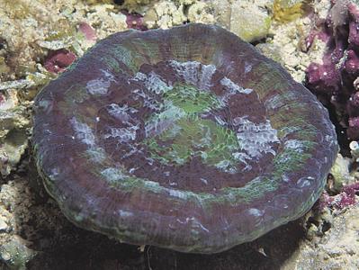 CotW: Scolymia cubensis