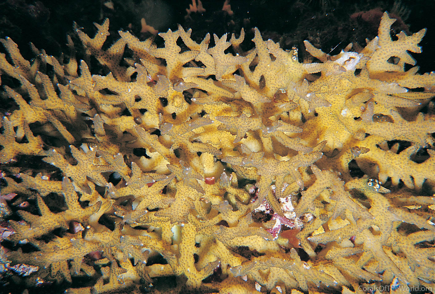 Image from Corals of the World: Seriatopora aculeata