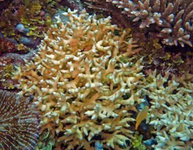 CotW preview: Seriatopora aculeata