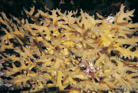 CotW: Seriatopora aculeata