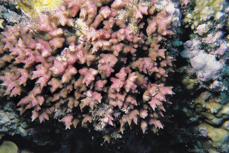 CotW: Seriatopora aculeata