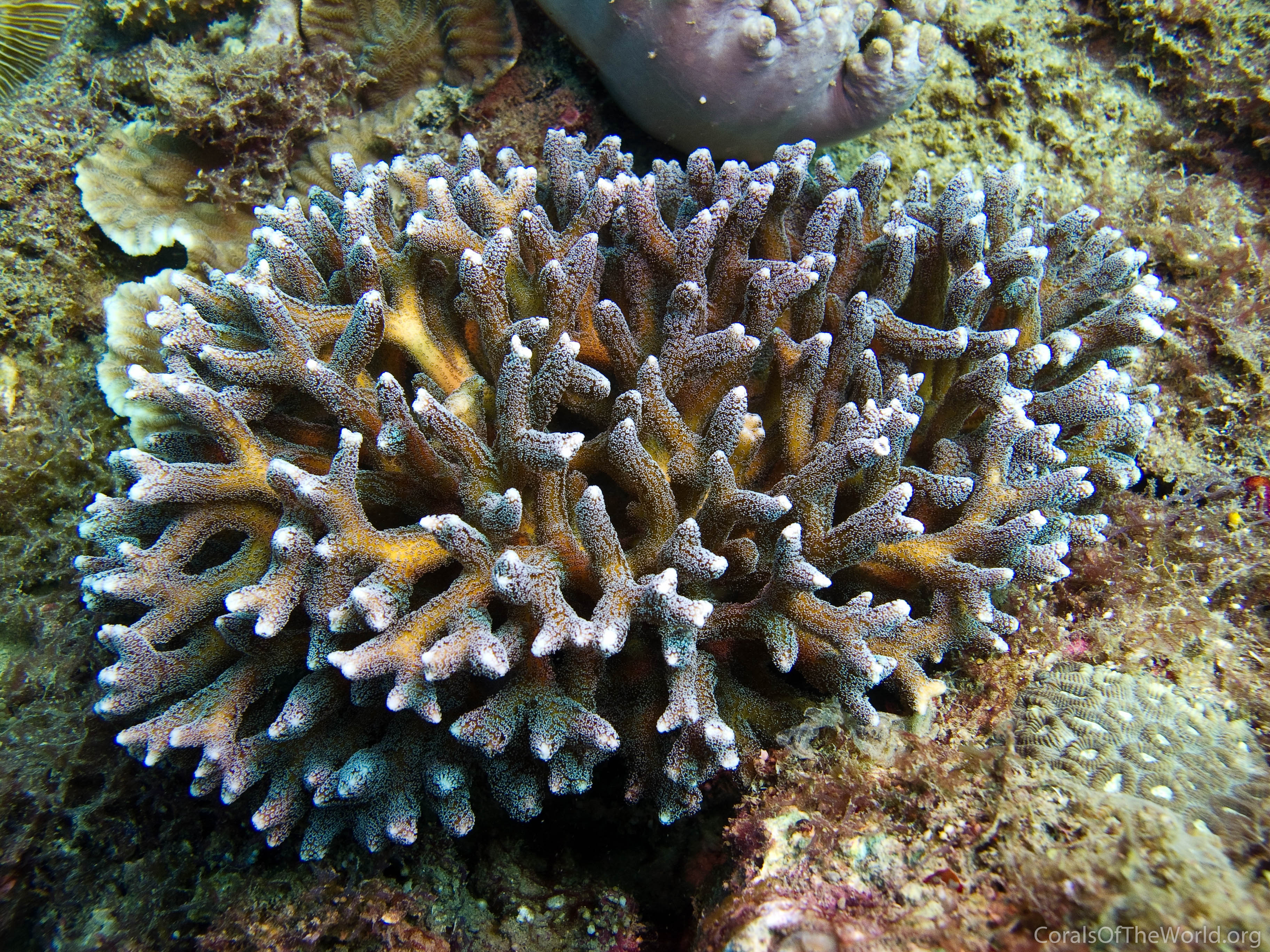 Image from Corals of the World: Seriatopora caliendrum