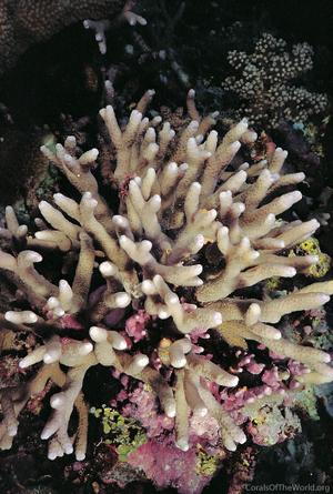CotW preview: Seriatopora caliendrum