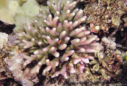 CotW: Seriatopora caliendrum